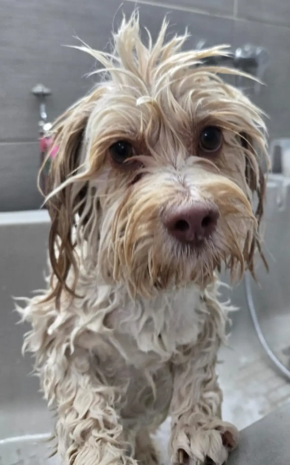 Wuffschnitt - Hundebaden