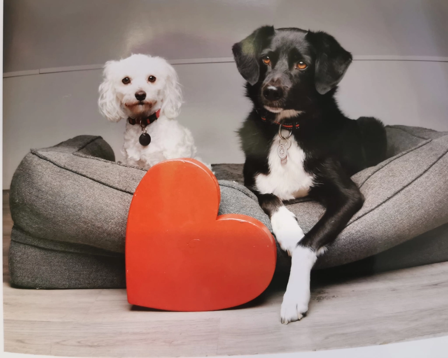 Wuffschnitt - zwei getrimmte Hunde beim Dogsitting